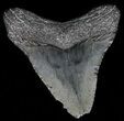 Juvenile Megalodon Tooth - South Carolina #52983-1